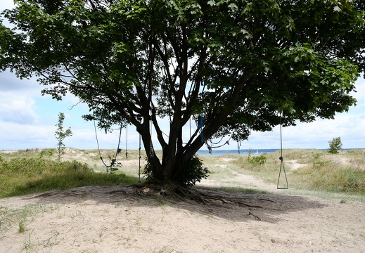 Beach Tree