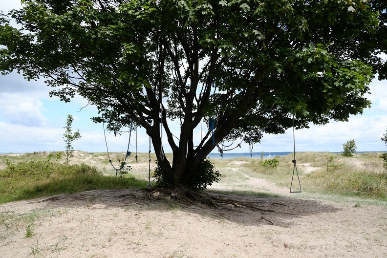 Beach Tree.jpg