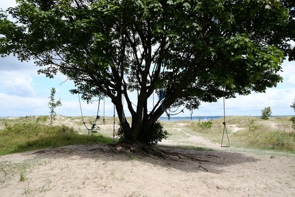 Beach Tree