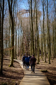 The Forest Tower