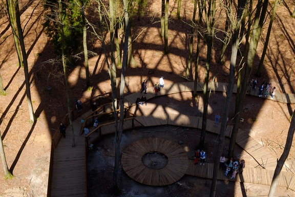 The Forest Tower