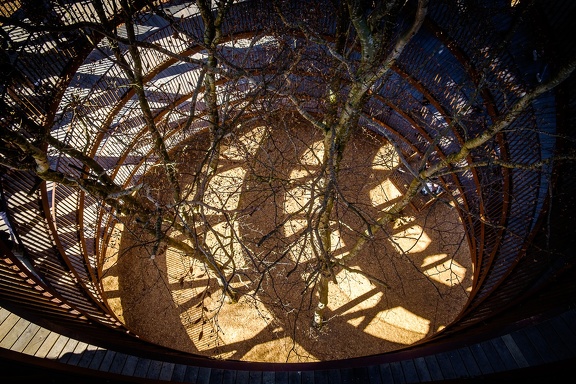 The Forest Tower