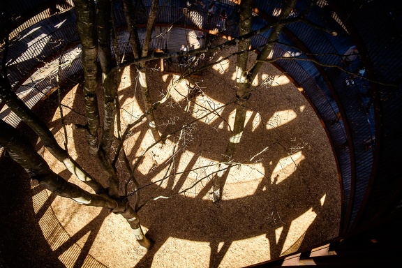 The Forest Tower