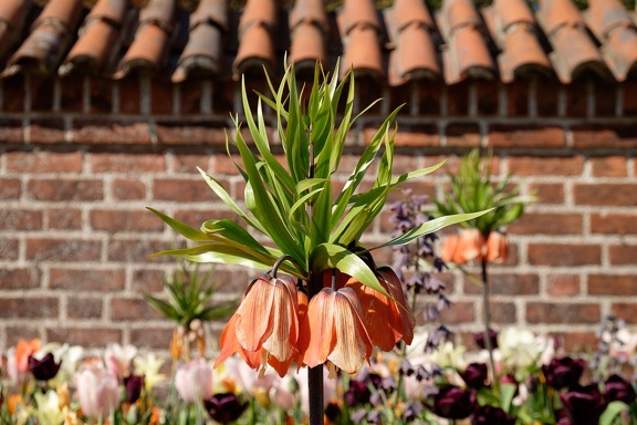 Flower Power