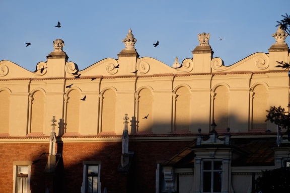 Birds