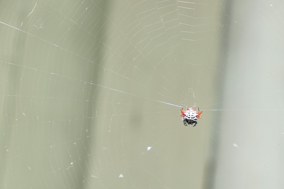 Spider