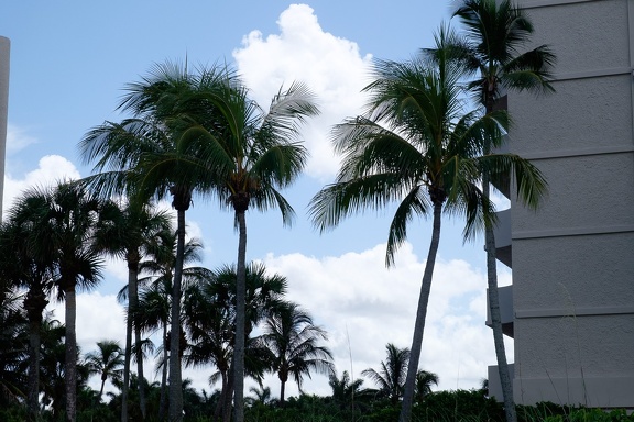 Palmtree Garden