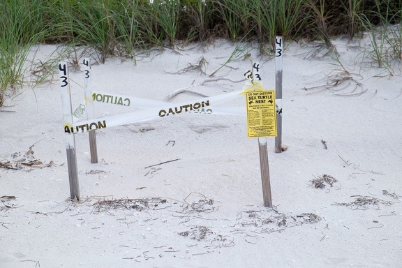 Sea Turtle Nest