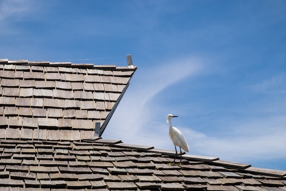 White Bird
