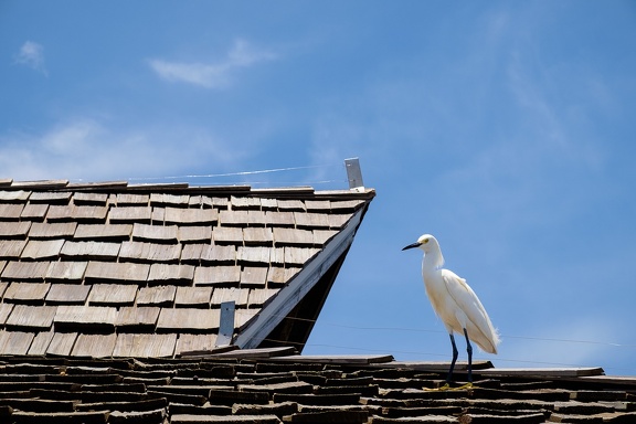 White Bird