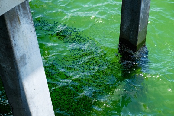Green Sea