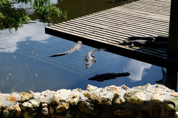 Gatorland Orlando