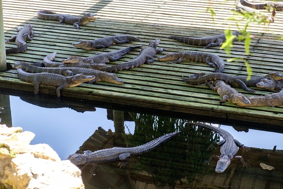 Gatorland Orlando