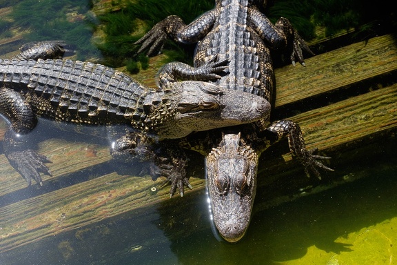 Gatorland Orlando