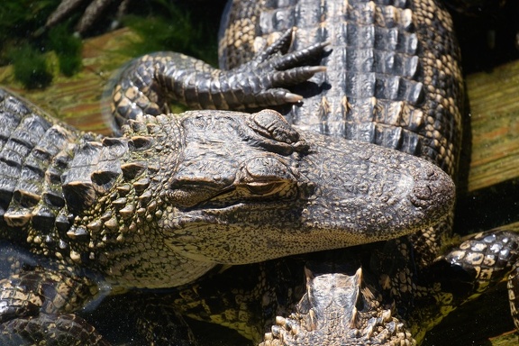 Gatorland Orlando