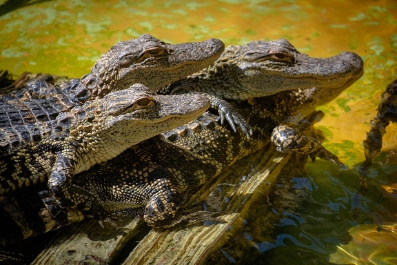 Gatorland Orlando