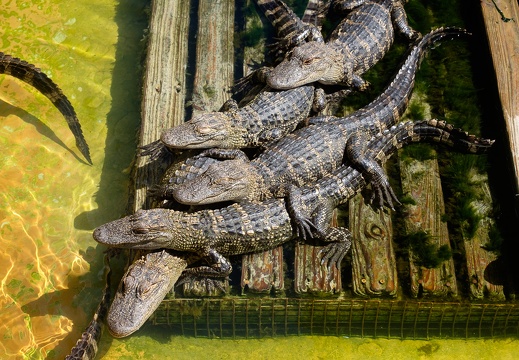 Gatorland Orlando