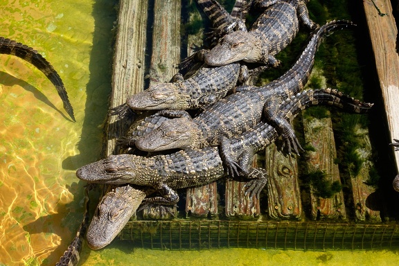 Gatorland Orlando