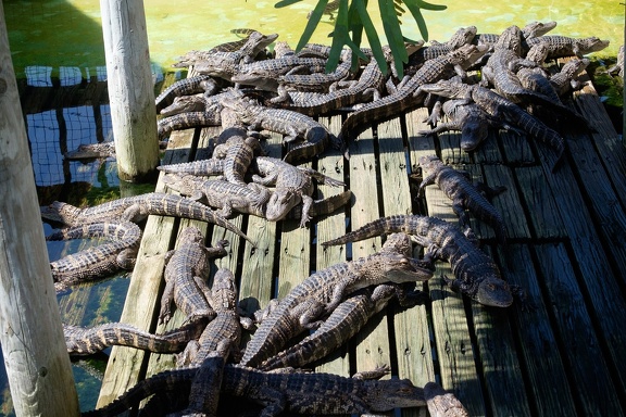 Gatorland Orlando