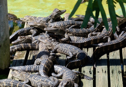 Gatorland Orlando