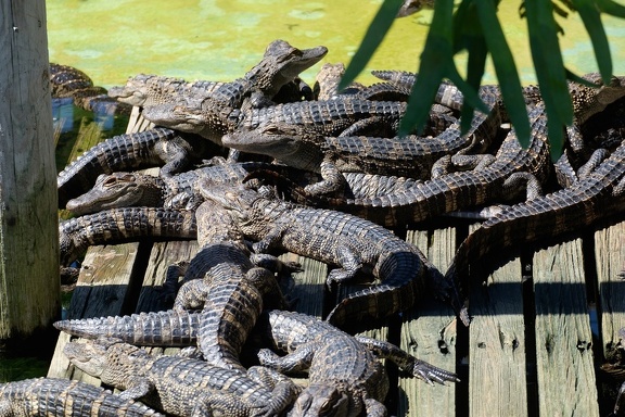 Gatorland Orlando