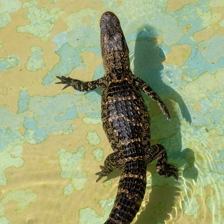 Gatorland Orlando