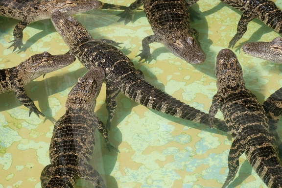 Gatorland Orlando