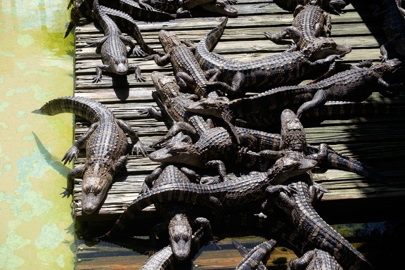 Gatorland Orlando