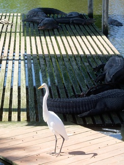 Gatorland Orlando