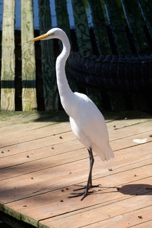 Gatorland Orlando