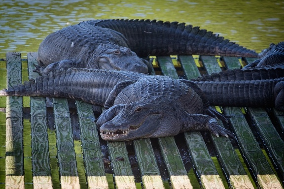 Gatorland Orlando