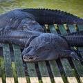 Gatorland Orlando-14.jpg