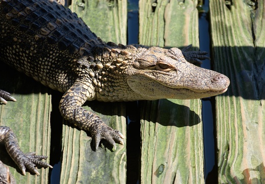 Gatorland Orlando
