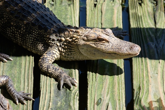 Gatorland Orlando