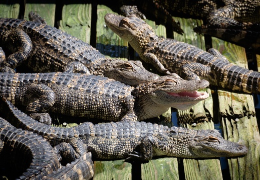 Gatorland Orlando
