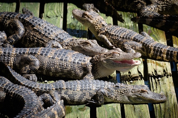 Gatorland Orlando