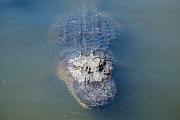 Gatorland Orlando