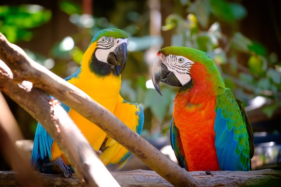 Gatorland Orlando