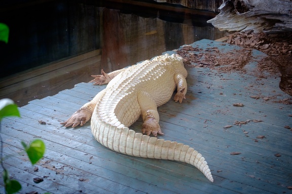 Gatorland Orlando