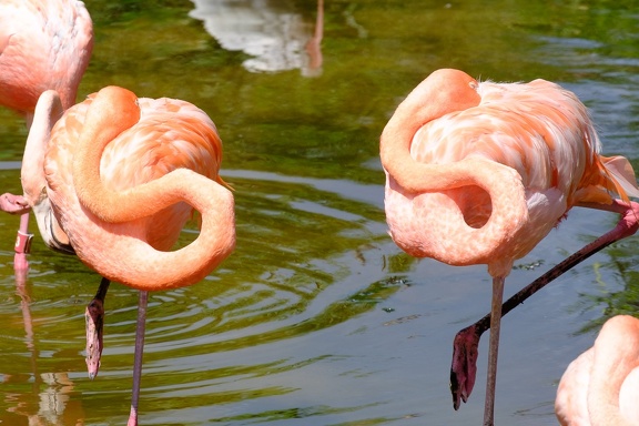 Gatorland Orlando