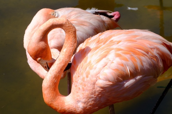 Gatorland Orlando