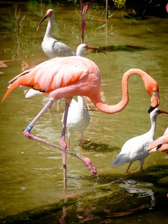 Gatorland Orlando