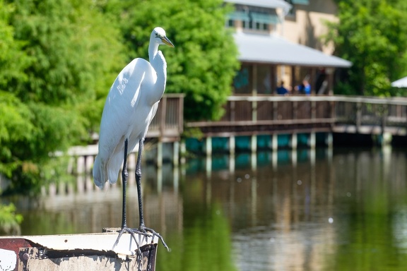 Gatorland Orlando