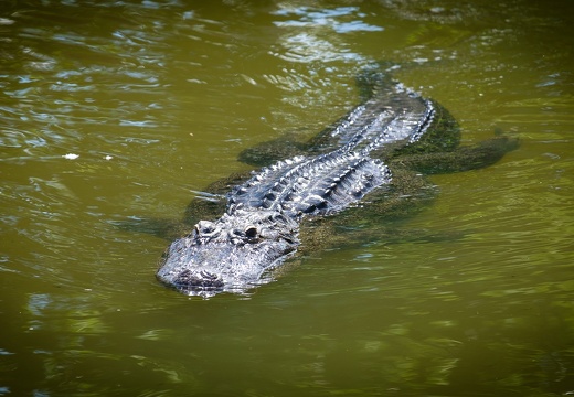 Gatorland Orlando
