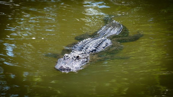 Gatorland Orlando