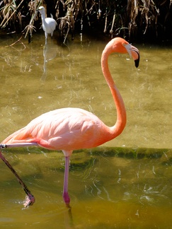 Gatorland Orlando