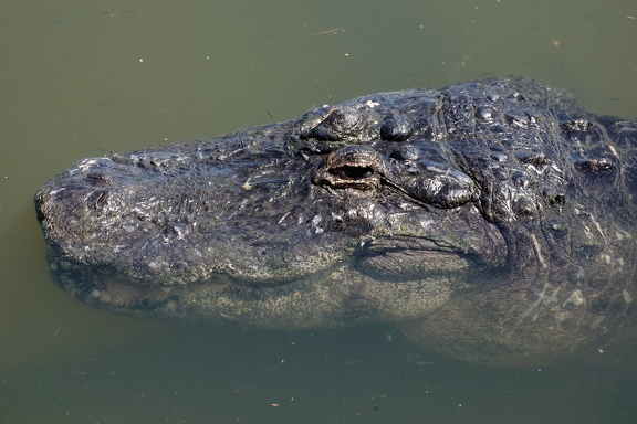Gatorland Orlando