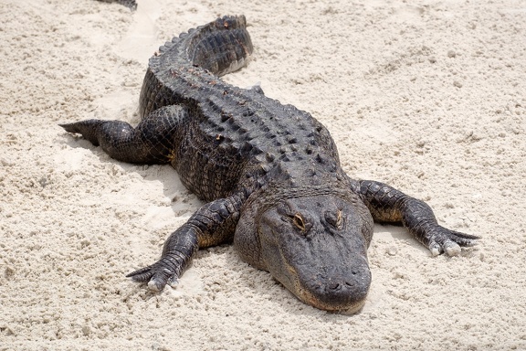 Gatorland Orlando