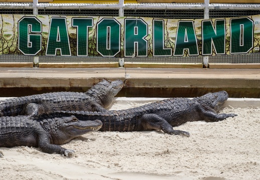 Gatorland Orlando