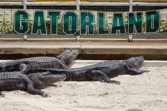 Gatorland Orlando